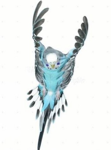 مرغ عشق