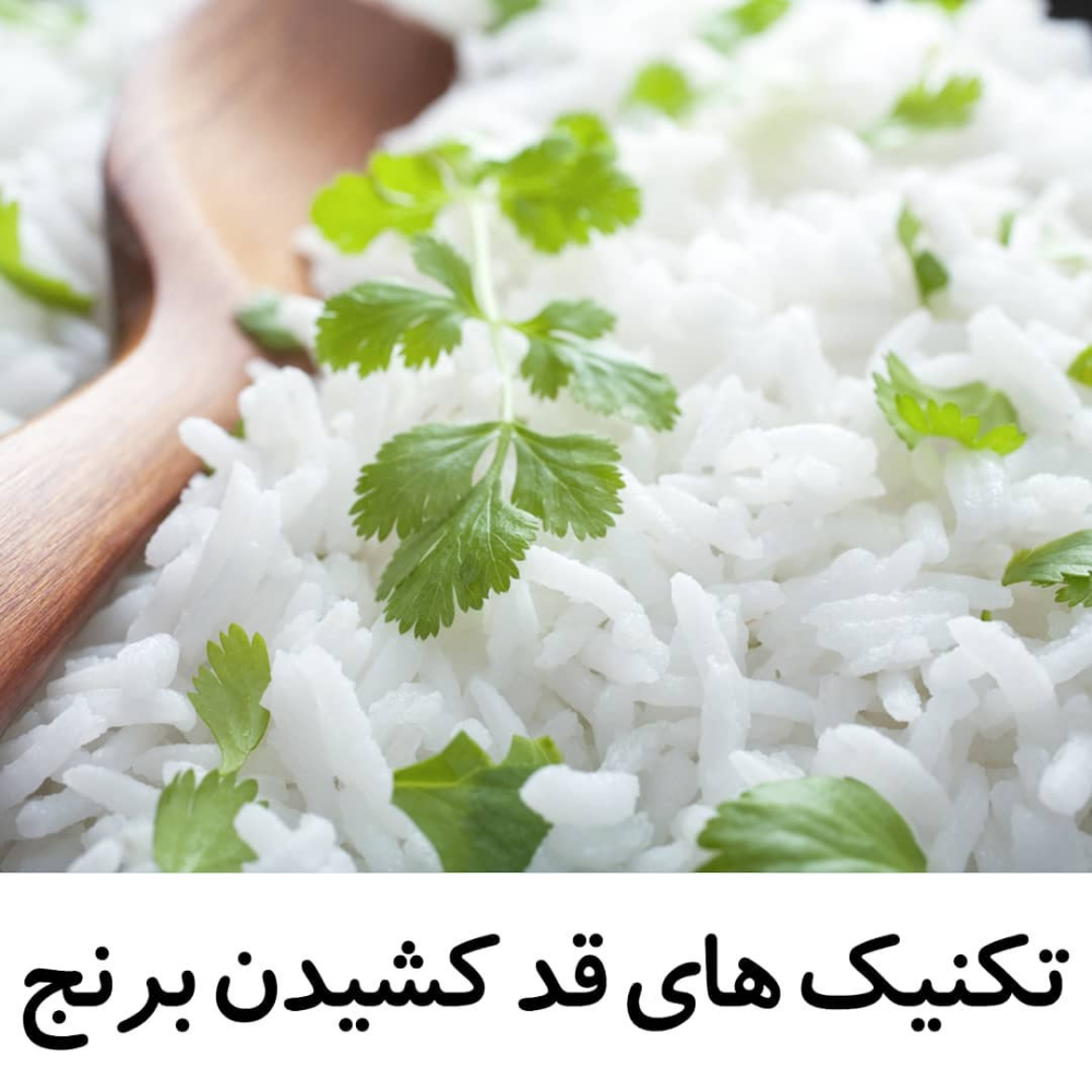 تکنیک های قد کشیدن برنج

برای داشتن پلو قد کشیده باید اول از همه در نظر داشت که نوع برنج بسیار مهم است (پیشنهاد ما برنج ایرانی سوچلا با قد کشیدگی بینظیرشه که شگفت زدت میکنه).
برنج کهنه تر کیفیت پخت بسیار بهتری دارد.
ریختن دو قاشق آبلیمو یا سرکه داخل آب برنج موقع جوش خوردن باعث قدکشیدن برنج می شود.
همچنین قبل از آبکش کردن برنج در موقعی که دقیقا آخرین مراحل جوش خوردن است با ریختن مقداری یخ یا آب سرد برنج بهتر قد می کشد.
قابلمه ای که برنج داخل آن می جوشد باید جای کافی برای جوشاندن برنج داشته باشد.
داخل آب آن می توانید از کمی روغن (یک قاشق) استفاده کنید تا برنج بهتر قد بکشد و به هم نچسبد و دون دون شود.
بعد از آبکش کردن بهتر است قابلمه ای که برای دم کردن برنج در نظر گرفته شده جادار باشد و روغن هم داغ باشد.
برنج را هم کله قندی یا هرمی داخل قابلمه ریخته شود . یعنی وسط قابلمه برنج بیشتری ریخته میشود این کمک میکند که حرارت از اطراف قابلمه که برنج کمتری دارد به مرکز قابلمه و تمام محتوای برنج برسد و بخار داخل آن بپیچد تا زودتر دم بکشد.

#بیار #سوچلا #برنج_سوچلا #بهترین_برنج_ایرانی #برنج_کشت_دوم#برنج_هاشمی #برنج_درجه_یک #برنج_طارم_محلی #خرید_برنج_ارگانیک #خرید_تضمینی_برنج