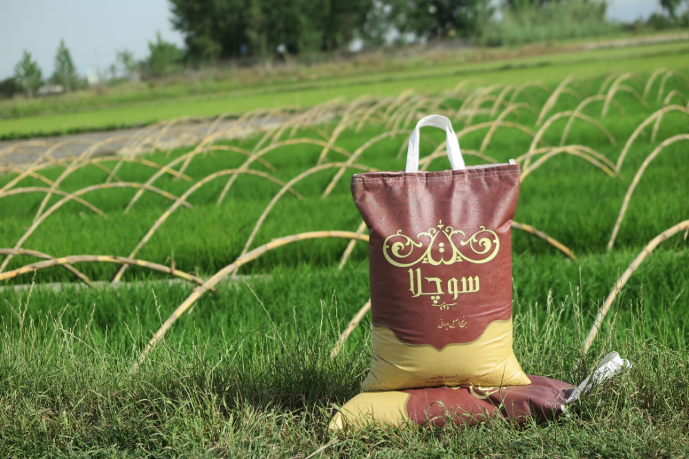 خواص برنج محلی (ارگانیک) 
از مزایای این برنج در تمام مراحل رشد با سیستم طبیعی هماهنگ بوده و در خاکی که هیچ گونه سموم دفع آفات گیاهی نظیر : علف هرز کش ها ، قارچ کش ها و مواد شیمیایی در آن استفاده نشده و فقط با مواد طبیعی تقویت می شود ، رشد می کنند.
در ضمن طبیعی بودن برنج و سبک بودن برنج را زمان خوردن غذا احساس می کنید.
اراِِئه مرغوب ترین برنج شمال کشور کاملا ارگانیک 
برنج سوچلا

#بیار #خرید_آنلاین#سوچلا #برنج #ایرانی #برنج_ایرانی #طارم #طارم_محلی #طارم_استخوانی #فروشگاه#فروشگاه_برنج_ایرانی #برنج_درجه_یک #برنج_طارم_هاشمی #برنج_فریدونکنار #برنج_شمال