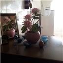 پویا مجتبوی