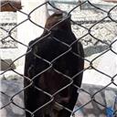 محسن وفادار