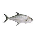 ماهی شیر بندر (سارم) 3 کیلوگرمی آنلاین ماهی