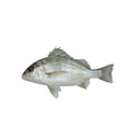 ماهی سنگسر تازه و کامل 3 کیلوگرمی آنلاین ماهی