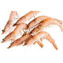 میگو سایز متوسط با سر 3 کیلوگرمی آنلاین ماهی