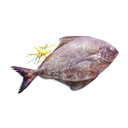 ماهی حلوا سیاه 1 کیلوگرمی ماهی دریا