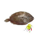 ماهی کفشک 1 کیلوگرمی ماهی دریا