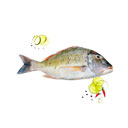 ماهی شهری 1 کیلوگرمی ماهی دریا