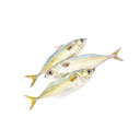 ماهی طلال 1 کیلوگرمی ماهی دریا