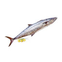 ماهی شیر 1 کیلوگرمی ماهی دریا