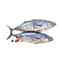 ماهی تن 1 کیلوگرمی ماهی دریا