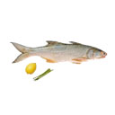 ماهی راشگو 1 کیلوگرمی ماهی دریا