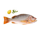 ماهی سرخو 1 کیلوگرمی ماهی دریا