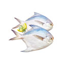 ماهی حلوا سفید کوچک 1 کیلوگرمی ماهی دریا