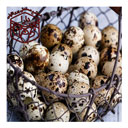 تخم بلدرچین دارا