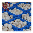 قارچ (بسته بزرگ) دارا