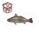 ماهی شوریده 500 گرمی دارا