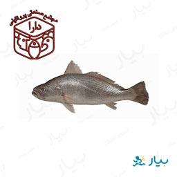 ماهی شوریده 1 کیلوگرمی دارا