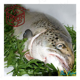 ماهی قزل آلا پرورشی 500 گرمی دارا