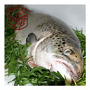 ماهی قزل آلا پرورشی 1 کیلوگرمی دارا