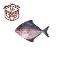 ماهی حلوا سیاه 1 کیلوگرمی دارا