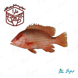 ماهی سرخو 500 گرمی دارا
