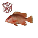 ماهی سرخو 1 کیلوگرمی دارا