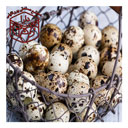 تخم بلدرچین 12 عددی دارا