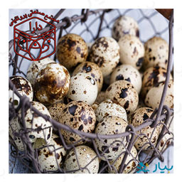 تخم بلدرچین 12 عددی دارا