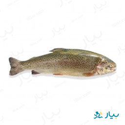 ماهی قزل الا رودخانه ای مقدار 500 گرمی پروتیین هدیه