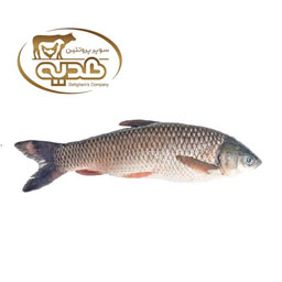 ماهی سفید انزلی 1 کیلوگرمی پروتئین هدیه