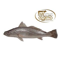 ماهی شوریده هندیجان 1 کیلوگرمی پروتئین هدیه
