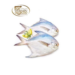 ماهی حلوا سفید 1 کیلوگرمی پروتئین هدیه