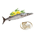 ماهی شیرنیزه دم سبز بزرگ 1 کیلوگرمی پروتئین هدیه