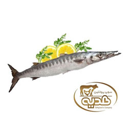 ماهی شیرنیزه دم سبز کوچک 1 کیلوگرمی پروتئین هدیه