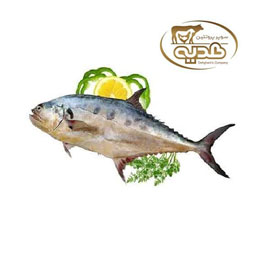 ماهی سارم 1 کیلوگرمی پروتئین هدیه