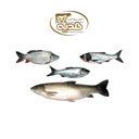 ماهی کپور 1 کیلوگرمی پروتئین هدیه