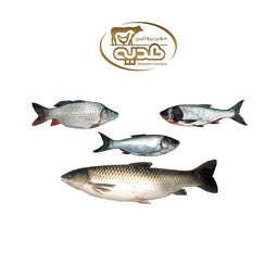 ماهی کپور 1 کیلوگرمی پروتئین هدیه