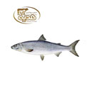 ماهی آزاد 1 کیلوگرمی پروتئین هدیه