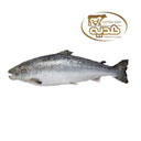 ماهی قزل آلا 1 کیلوگرمی پروتئین هدیه