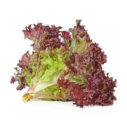 کاهو فرانسوی 1 کیلوگرمی خانه توت فرنگی