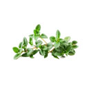 عرق آویشن 1 لیتری کاکوتی