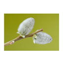 عرق بیدمشک 1 لیتری کاکوتی