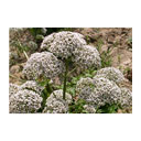 عرق سنبل الطیب 1 لیتری کاکوتی