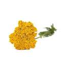 عرق بومادران 1 لیتری کاکوتی