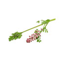 عرق شاتره 1 لیتری کاکوتی