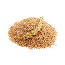 عرق شلتوک 1 لیتری کاکوتی