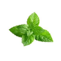 عرق نعنا ساده 1 لیتری کاکوتی