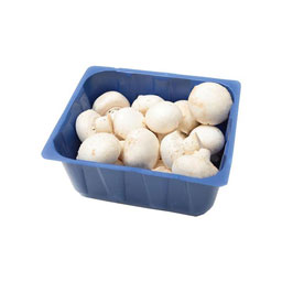 قارچ بزرگ قارچ ایران