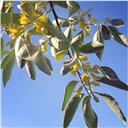 عرق شکوفه سنجد